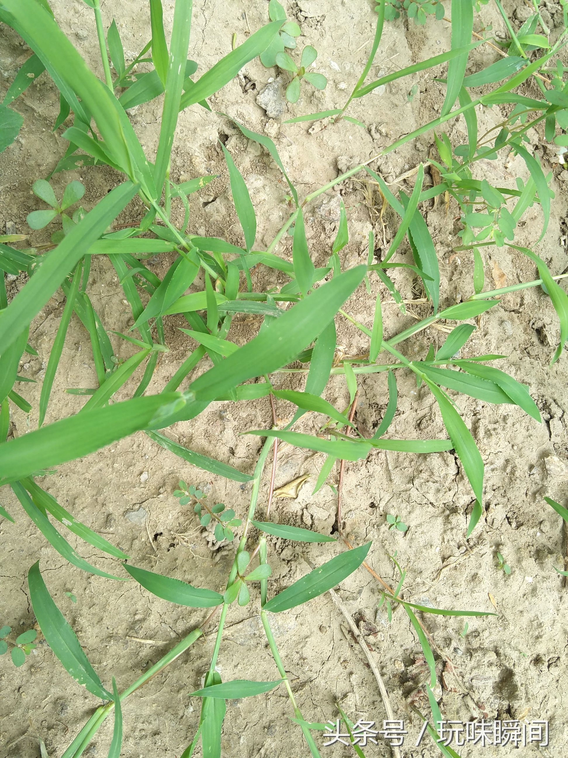 小区里的花花草草:马唐,牛筋草,南瓜,苋菜,山莴苣,高