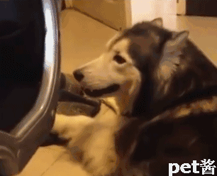 哈士奇被主人的拖鞋臭得晕过去,二哈:这是生化武器不