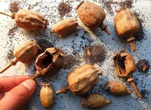 罂粟壳,俗称"御米壳","烟斗斗",植物罂粟的干燥成熟果壳,其含有的