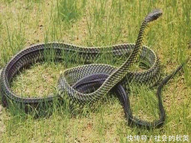 怀孕梦到蛇,寓意与解读 怀孕梦到蛇,寓意与解读