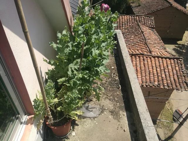 峡口一农户去年种植罂粟被铲除 今年知错不改还要种