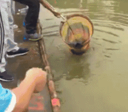 5.好大一条鱼,可惜渔网质量太差