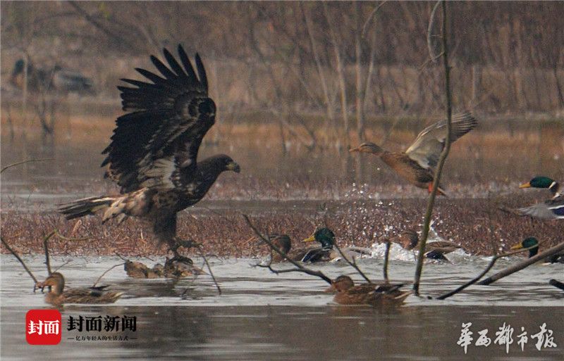 成都青龙湖边 有一群用镜头"打鸟"的城市猎人