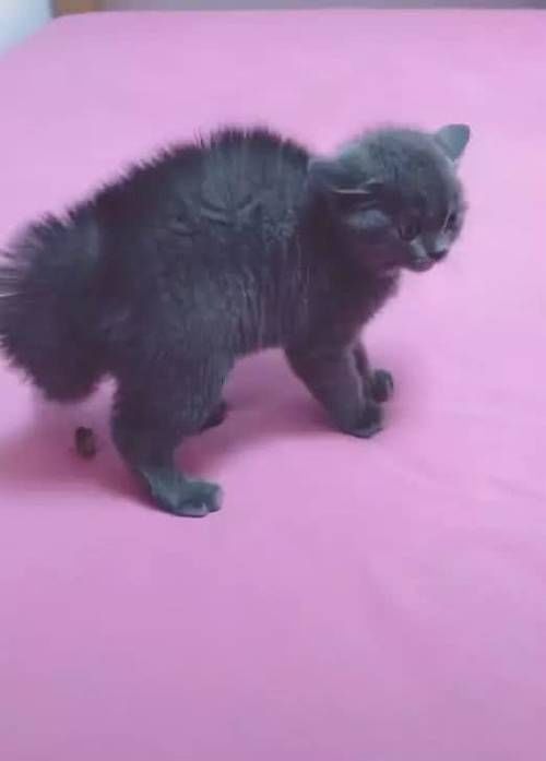 蓝猫与小奶猫对峙时,由于装凶用力过猛,不小心憋出了一坨便便,好尴尬!
