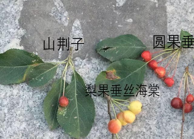 《中国植物志》将众多杂交果用海棠归为果用西府海棠,它们大多数果实