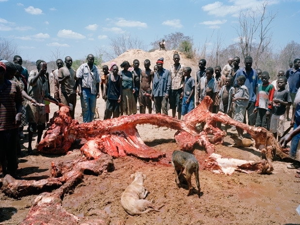 一头大象死了,引来一群饥饿的人,场面令人目不忍睹