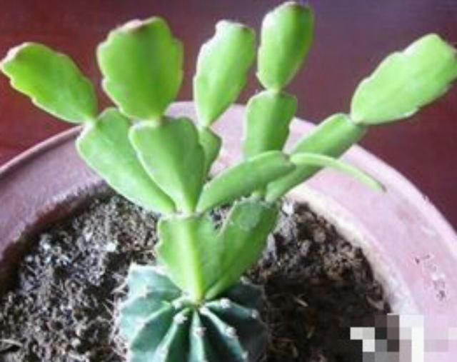 《还要强调下龙骨大戟科不能嫁接蟹爪兰.可以嫁接虎刺梅》