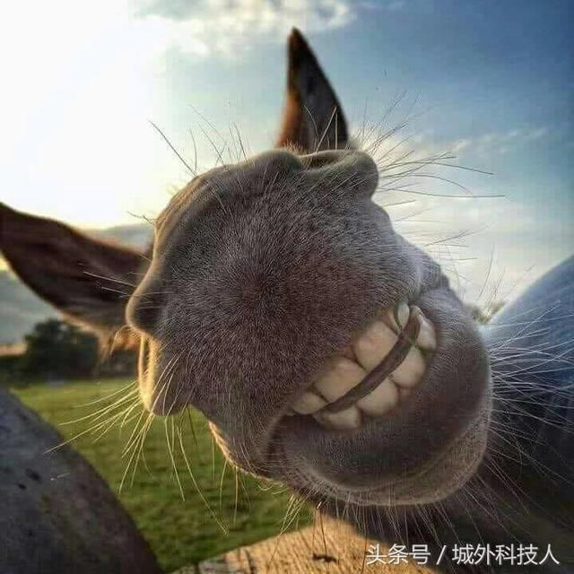 摄影师刚好抓拍到了对着镜头笑的驴子,晚一秒可能会被喷一脸口水哦.