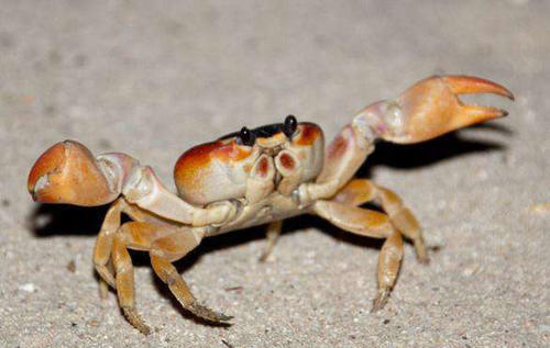螃蟹和水蛭打架,为什么输的总是螃蟹?看完恍然大悟!