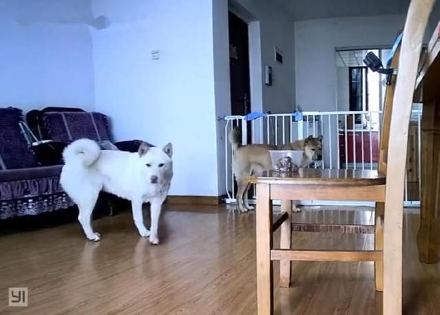 铲屎官拿美食v美食两只中华田园犬,小白和图片仿古大黄美食街图片