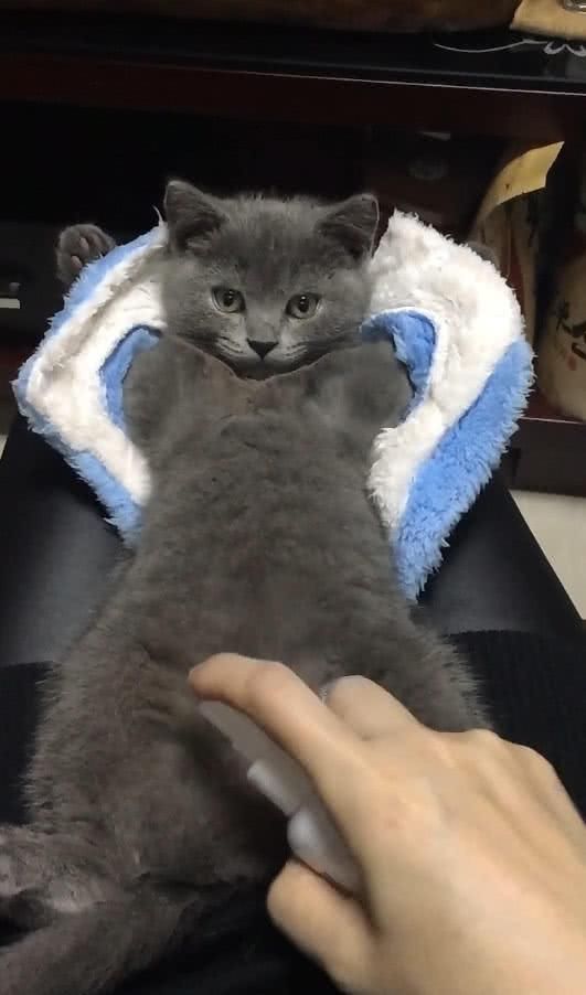 给长猫藓的蓝猫喷药,只是这家伙的这姿势,令主人看后