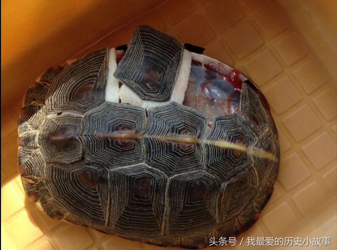 科学家解剖乌龟,它的内部结构让人眼前一亮