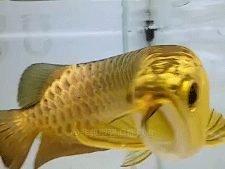 200元现金和这条鱼,你会选择哪样?