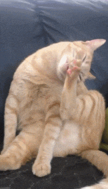 会让你笑掉大牙,比如这只正在舔自己脚的橘猫,舔着舔着它的表情就亮了