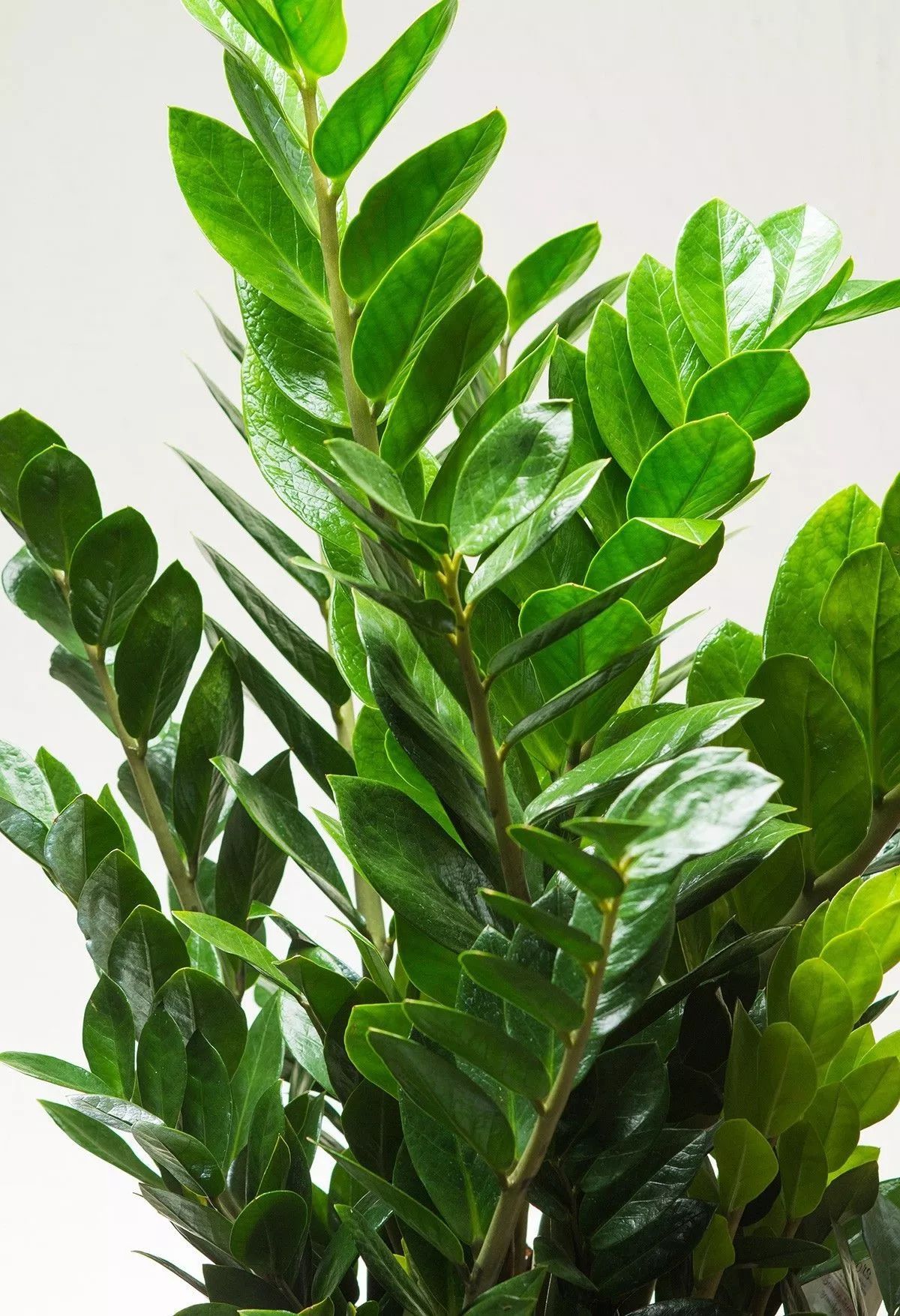mufeeling植物养护小百科 |金钱树篇