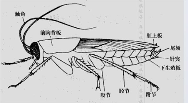 蟑螂能致癌?反正我是不信的,可诺贝尔奖居然信了