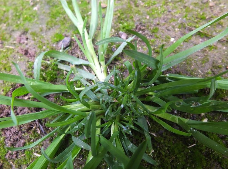 农村人拿来喂牛羊的牛筋草,原来还有这么多药用功效