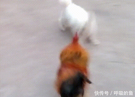 今年是鸡年,狗狗当然打不过了