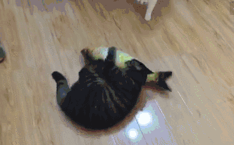 主人给猫咪买了条假鱼,因分赃不均,谈判破裂,两喵竟大