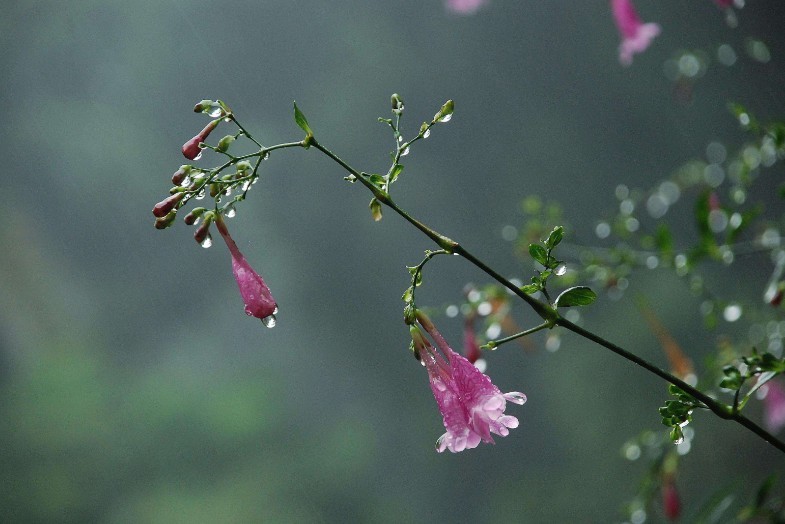 读睡诗歌《雨,结满丁香般的a诗歌》紫丁香又叫什么图片