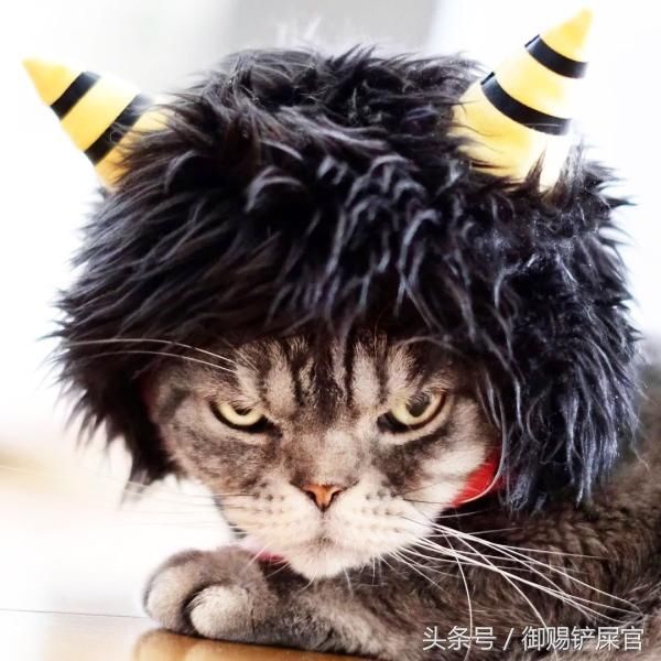 有人选择把猫咪扮成爆炸头,看猫咪这凶神恶煞的样子,猫咪:给我扮爆炸
