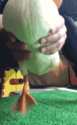 大王爆笑gif趣图:我做鬼也不放过你大概是这个意思