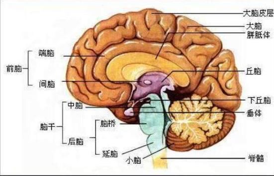 心理学:你能从图中找到几张脸?测你大脑的反应能力有多快!