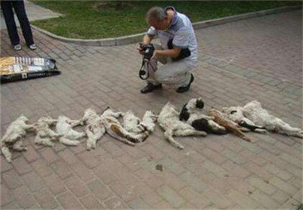 小区流浪猫被保安捕杀,13只猫咪排成一排,画面让人忍不住落泪!