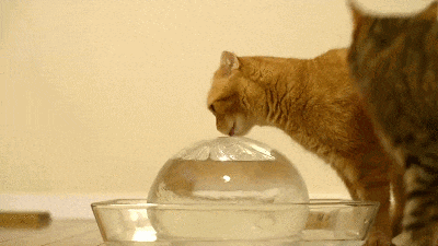 搞笑gif:二哈,你的尊严呢,被狗吃了吗