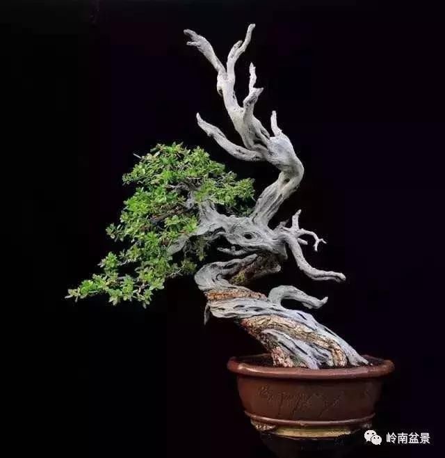 枯干/舍利盆景精品欣赏,观一树枯荣生死,参悟人生百态