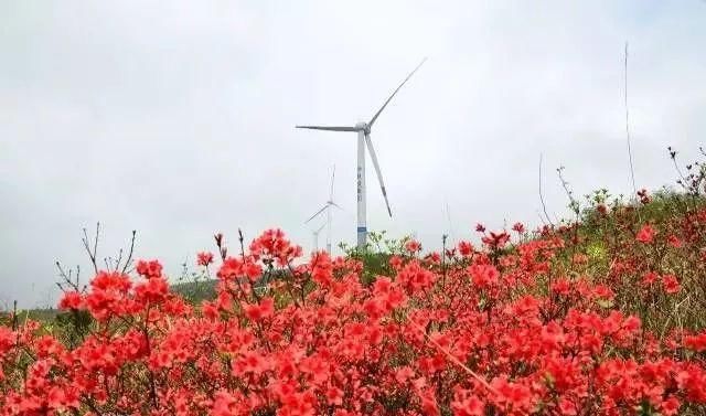 太美!桂林这几处杜鹃花海正悄然上线…漫山遍野都是,绝对壮观!