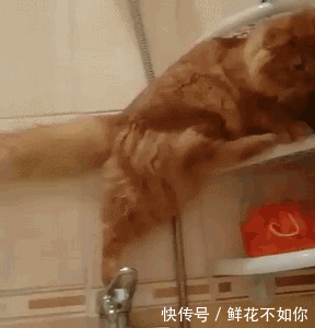 铲屎的我警告你别想让我洗澡!