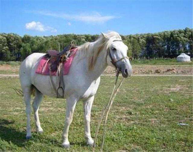 西游记里白龙马才是下场最惨的那个:辛苦驮师徒去西天