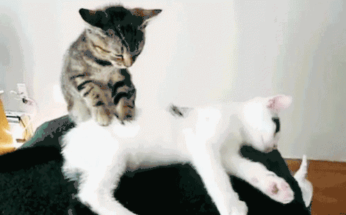 羞羞,猫咪为什么喜欢踩奶?