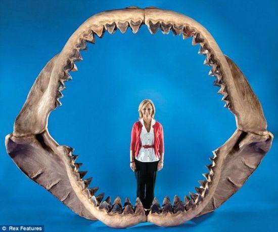 巨齿鲨颌骨模型
