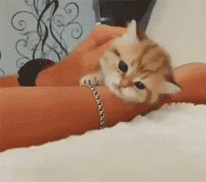 可是这小表情 谁都抗拒不了想撸一把啊啊啊啊啊!