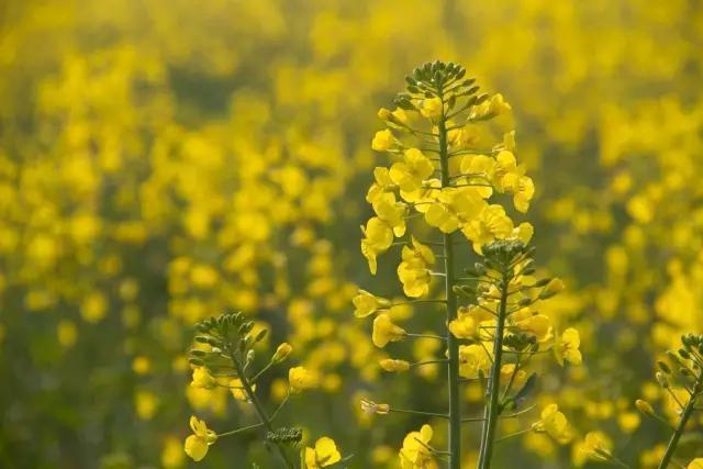 原创现代诗 油菜花开