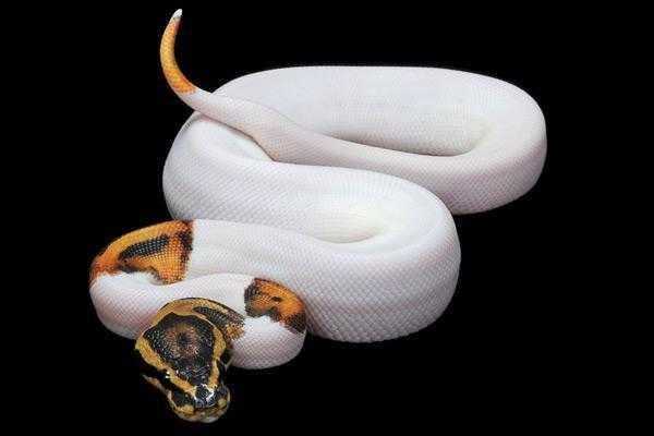 地球上5大最漂亮的蟒蛇, 第三被奉为神灵