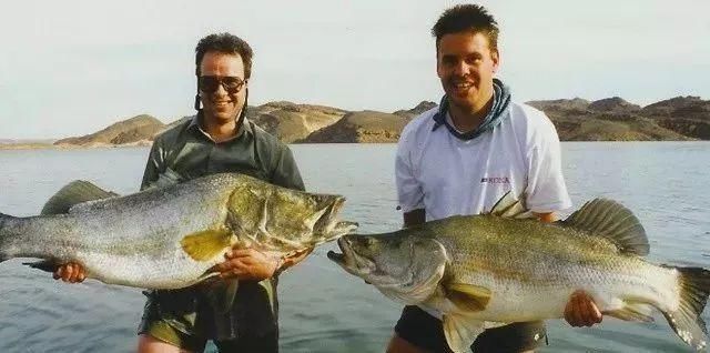 名为尼罗河鲈鱼,它是土生土长的非洲鱼,也是世界上最大的淡水鱼品种之