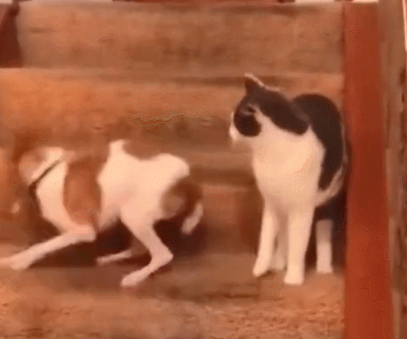 汪星人被猫咪温柔的一摸,竟让它练成绝世武学