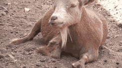 搞笑gif:哥们你这脾气有点爆啊,拉都拉不住啊