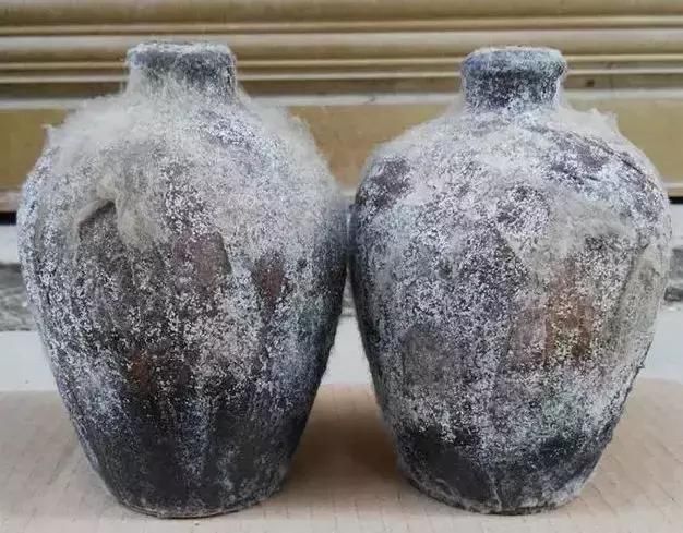 古墓里的千年美酒有人敢喝,但这种发霉长毛的老酒你敢