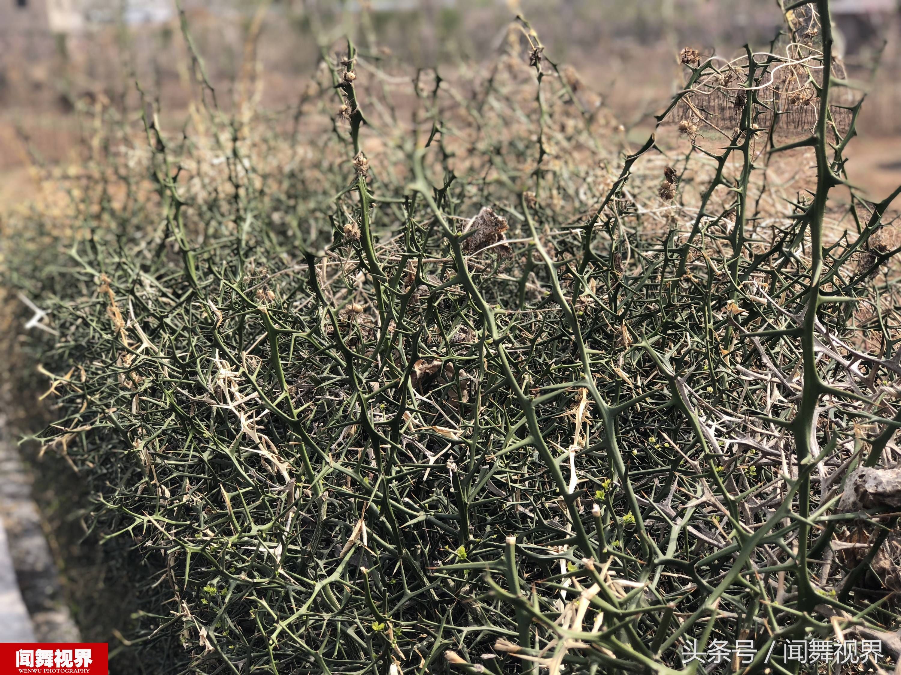 在鲁中山区的乡间田地边,摄影师遇到了一种特殊的植物,全身长满了刺