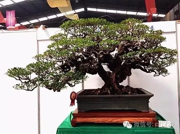 全是中国顶尖的盆景(收藏极品),不是大老板,还真供不起