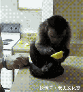 搞笑gif: 猴子吃了柠檬, 看他那一脸不舒服的样子