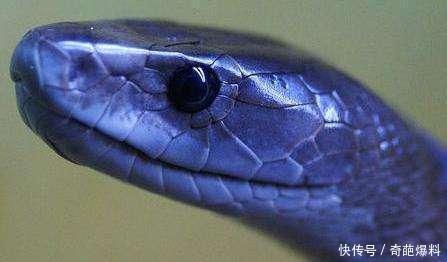 动物世界之你所不了解的最毒"蛇的种类",最后一种贝爷