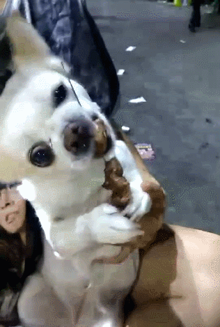 汪星人学会撸串后一发不可收拾,还示意老板:再来两串大腰子!