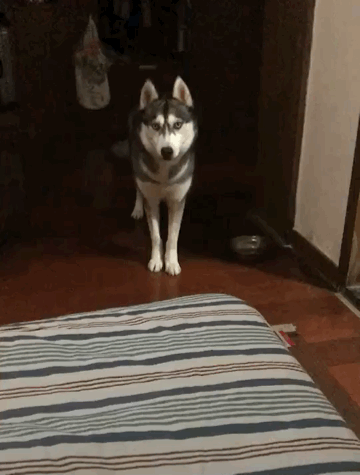 这表情这动作,除了二哈别的狗做不出来,二哈:你看我多