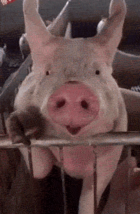 猪猪:别忘了帮我开美颜哦