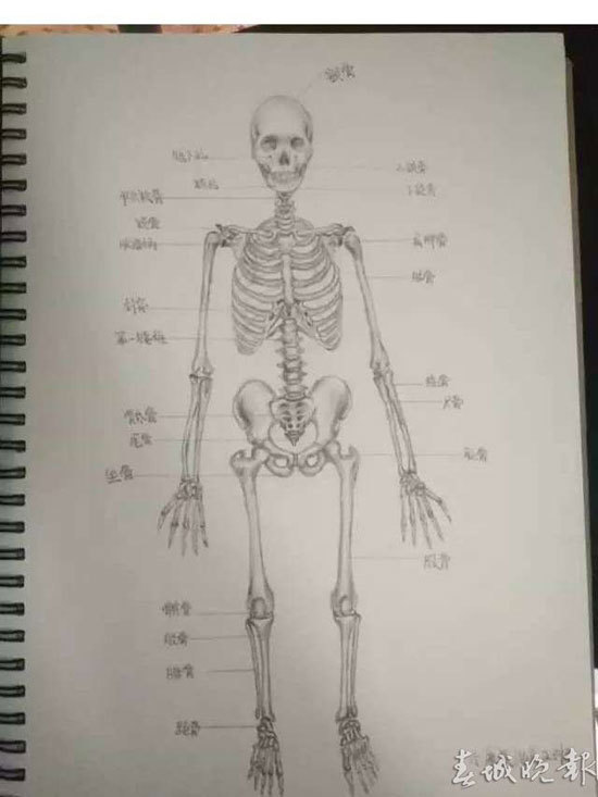 云南中医学院学生手绘解剖图逼真似印刷品